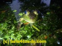 /home//u458753944/public_html/sourcegallery/////////////////////Frogs/More bullfrogs/P1080931.JPG